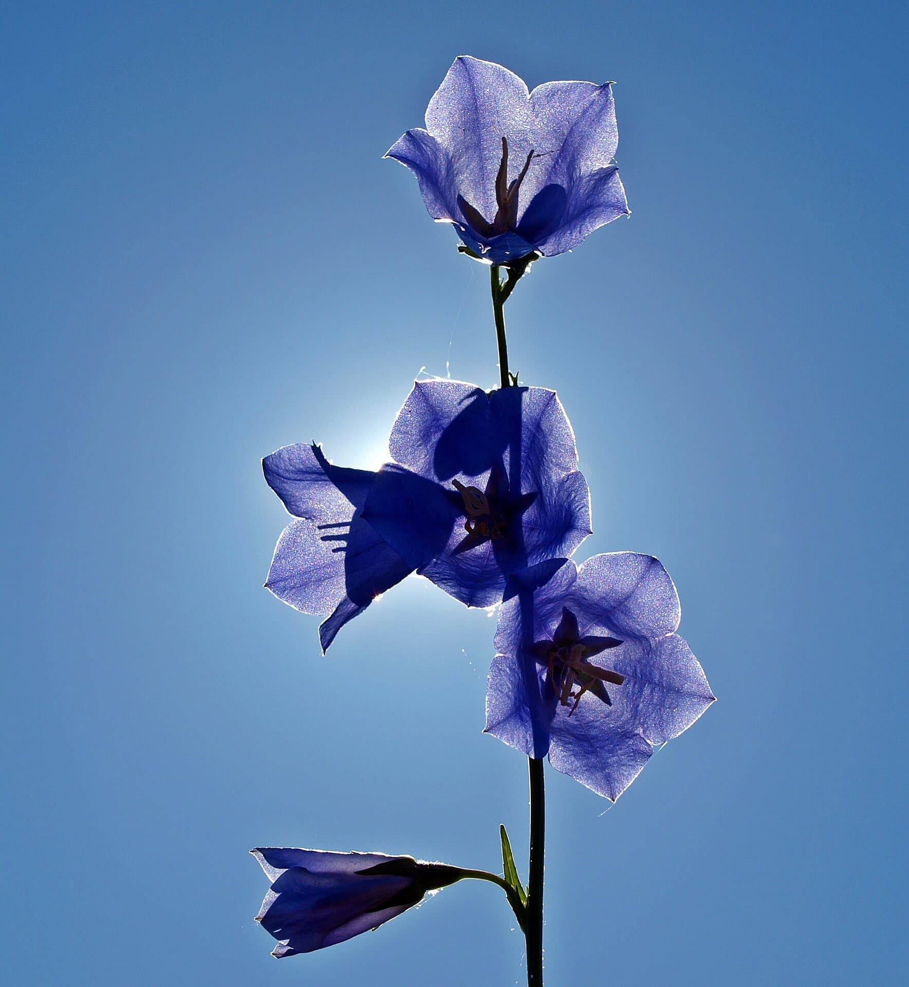 picture of bellflowers